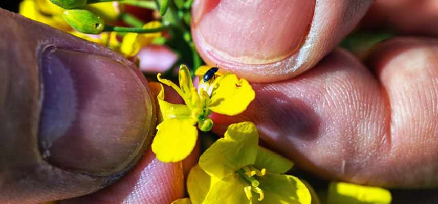 melighete parasite plantes