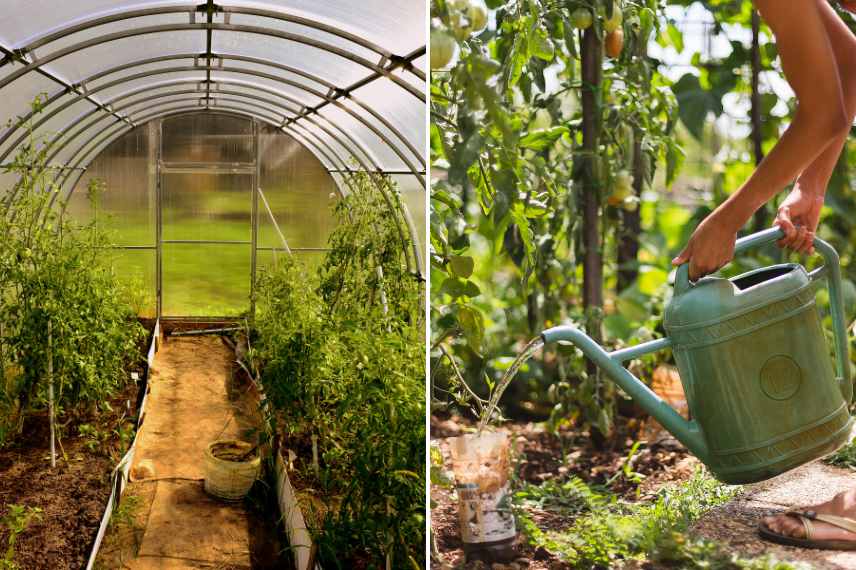 mildiou solutions de prévention 