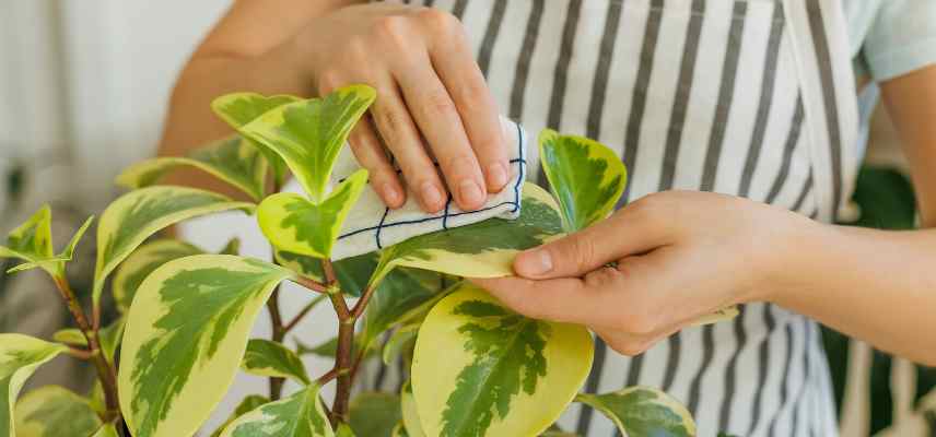 nettoyer feuilles feuillage peperomia