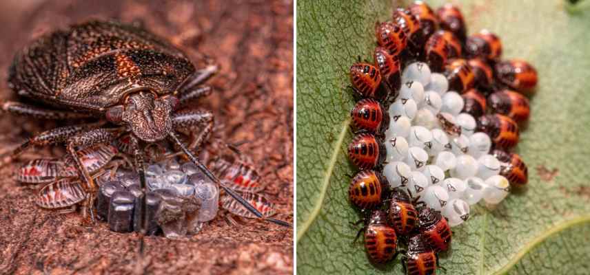 reproduction punaise diabolique