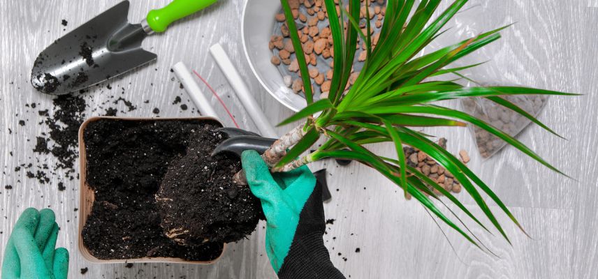 plantation d'un dracaena
