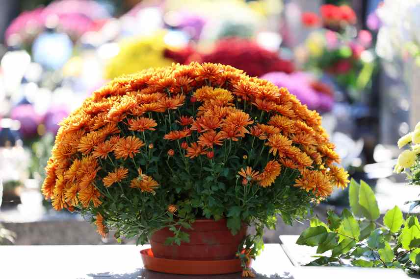 plante potee durable longue duree cimetiere