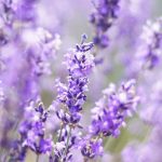 Bien planter la lavande en bordure pour structurer vos massifs