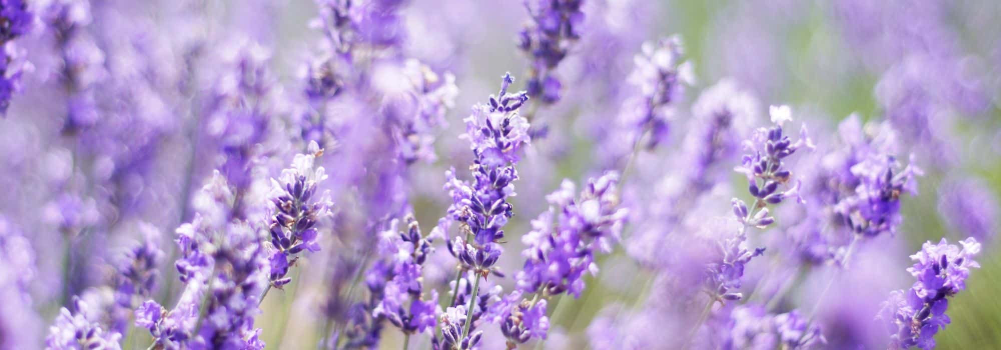 Bien planter la lavande en bordure pour structurer vos massifs