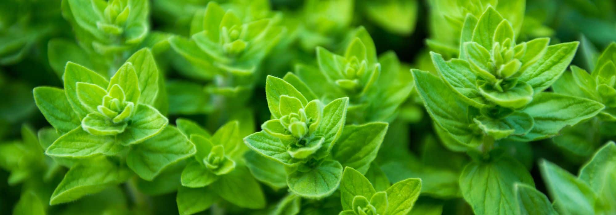 Les plantes aromatiques utiles pour un jardin en permaculture