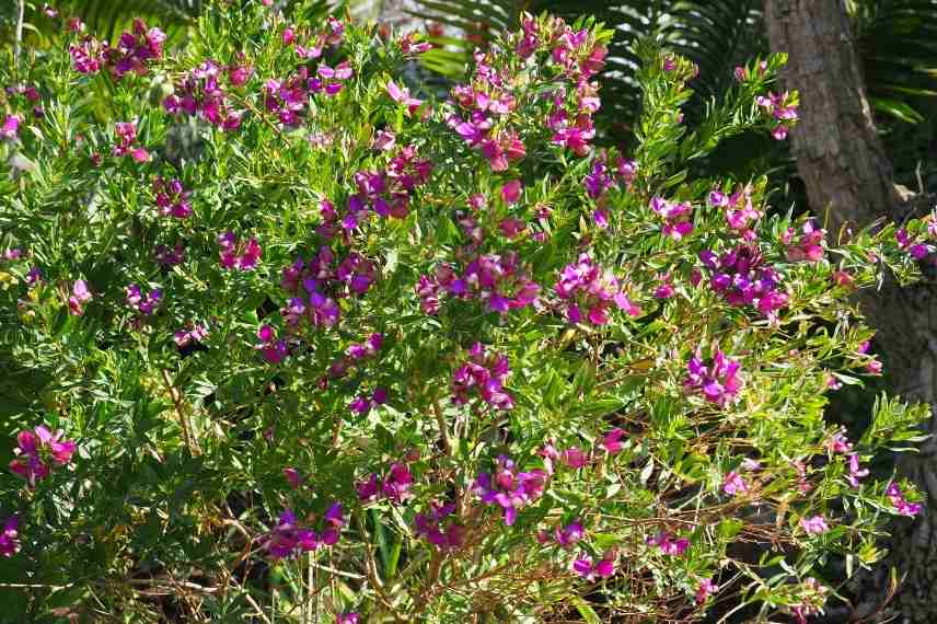 culture du polygala en pot