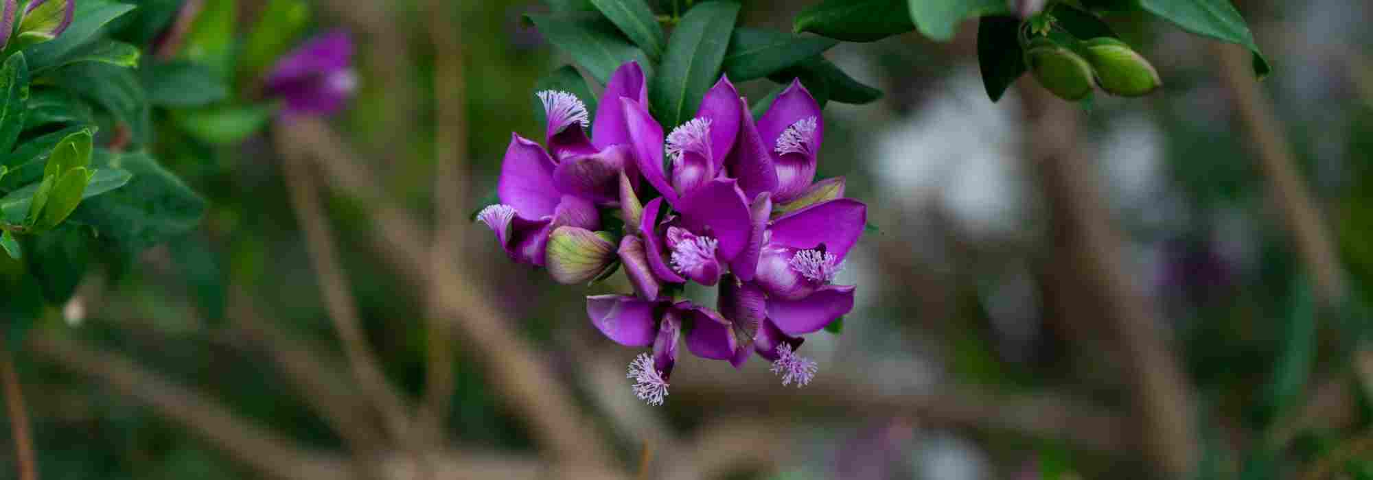 Cultiver un Polygala en pot