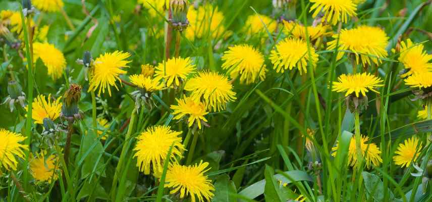 meligethe parasiste jardin fleurs rosiers