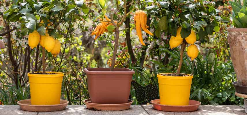 action contre mal secco