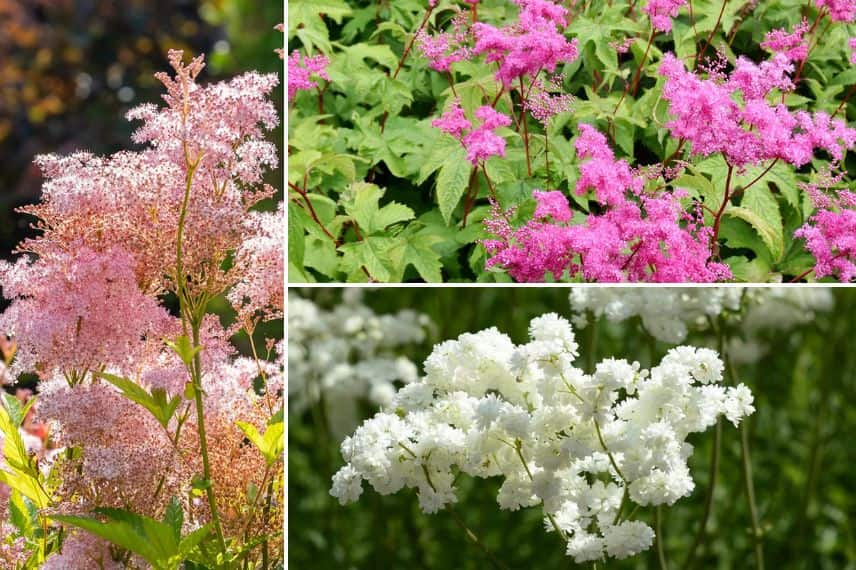 photos des fleurs de Filipendula rubra 'Venusta', Filipendula purpurea et Filipendula ulmaria 'Plena'