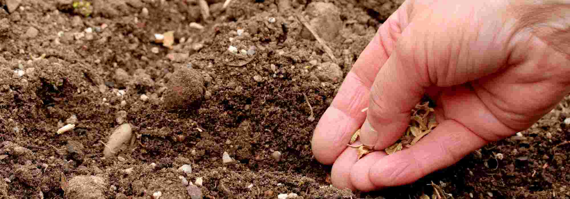 Semis en ligne ou semis à la volée : quelle différence ?