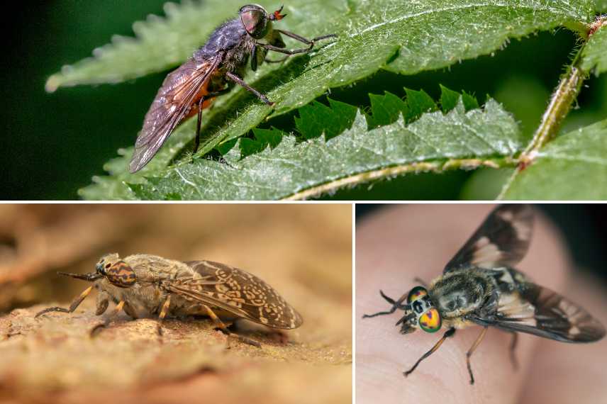 taons différentes espèces