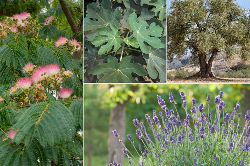 Idées pour associer l'Albizia dans un jardin sec