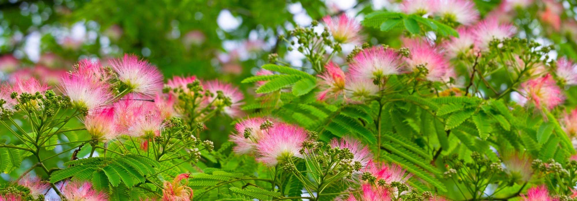 Albizia et sols secs : un arbre ornemental adapté au changement climatique