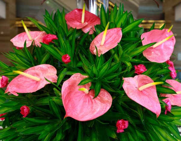 Votre Anthurium ne fleurit plus ? Pensez à le rempoter !