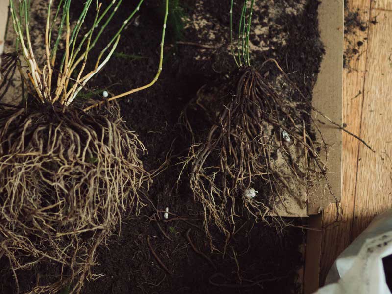 Multiplier l'Asparagus par division de touffes