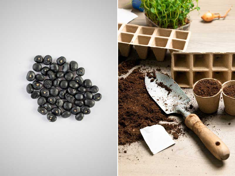 Comment semer l'Asparagus