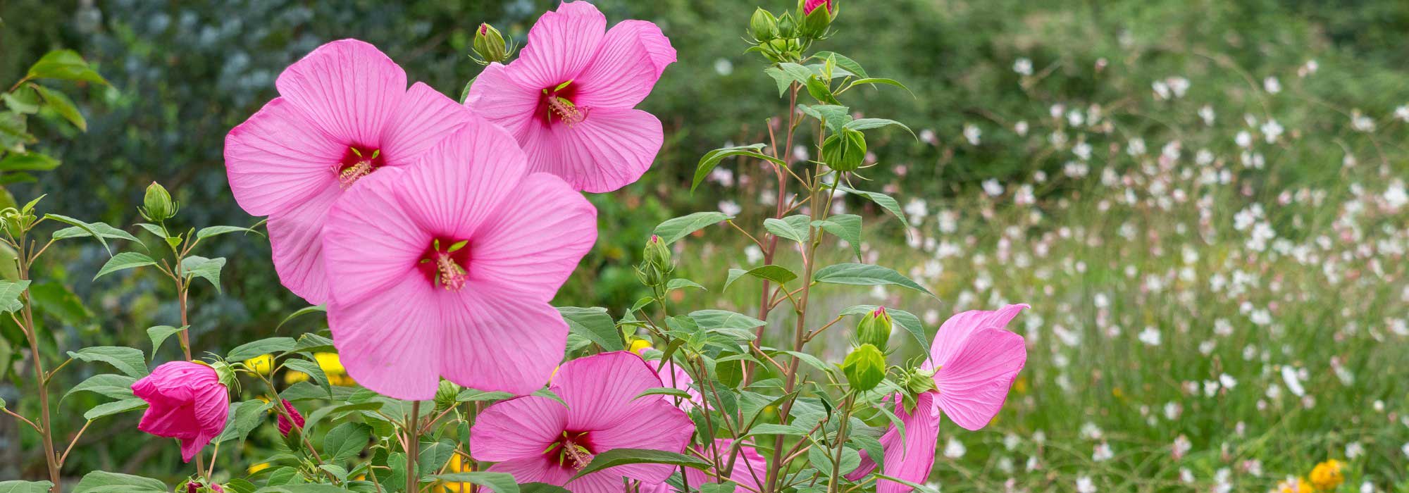 Associer les hibiscus des marais : 5 idées pour un massif luxuriant