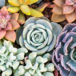 Comment arroser correctement vos plantes grasses ?