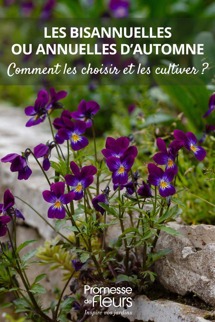 Conseils pour choisir et pour cultiver les bisannuelles