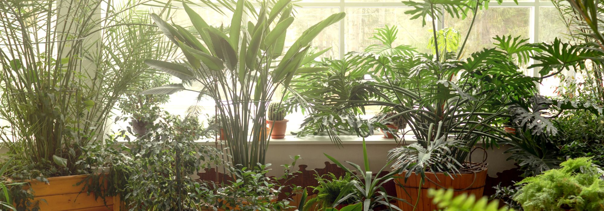 Nos conseils pour bouturer vos plantes d’intérieur facilement !