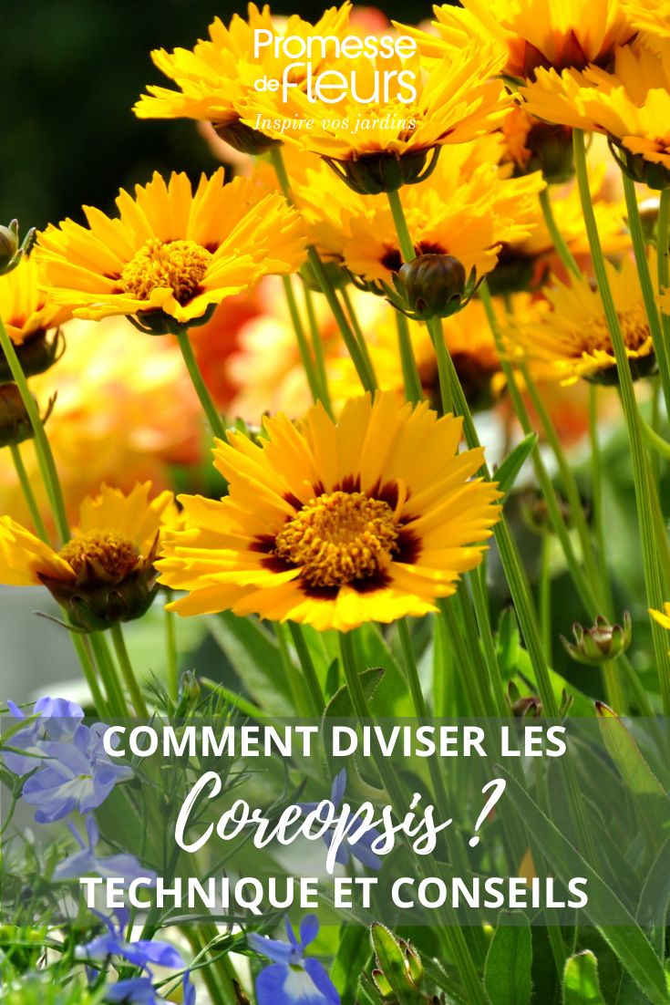 fleurs de Coreopsis