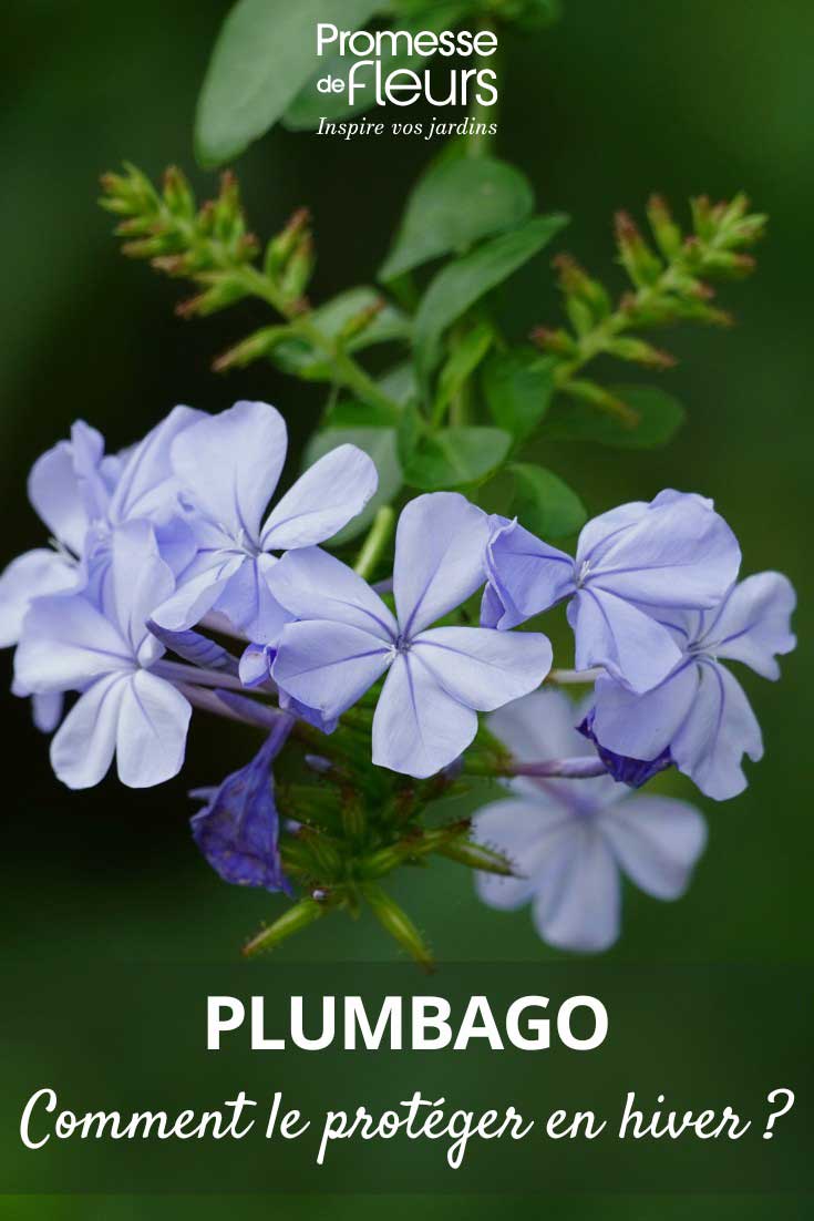Hivernage du Plumbago