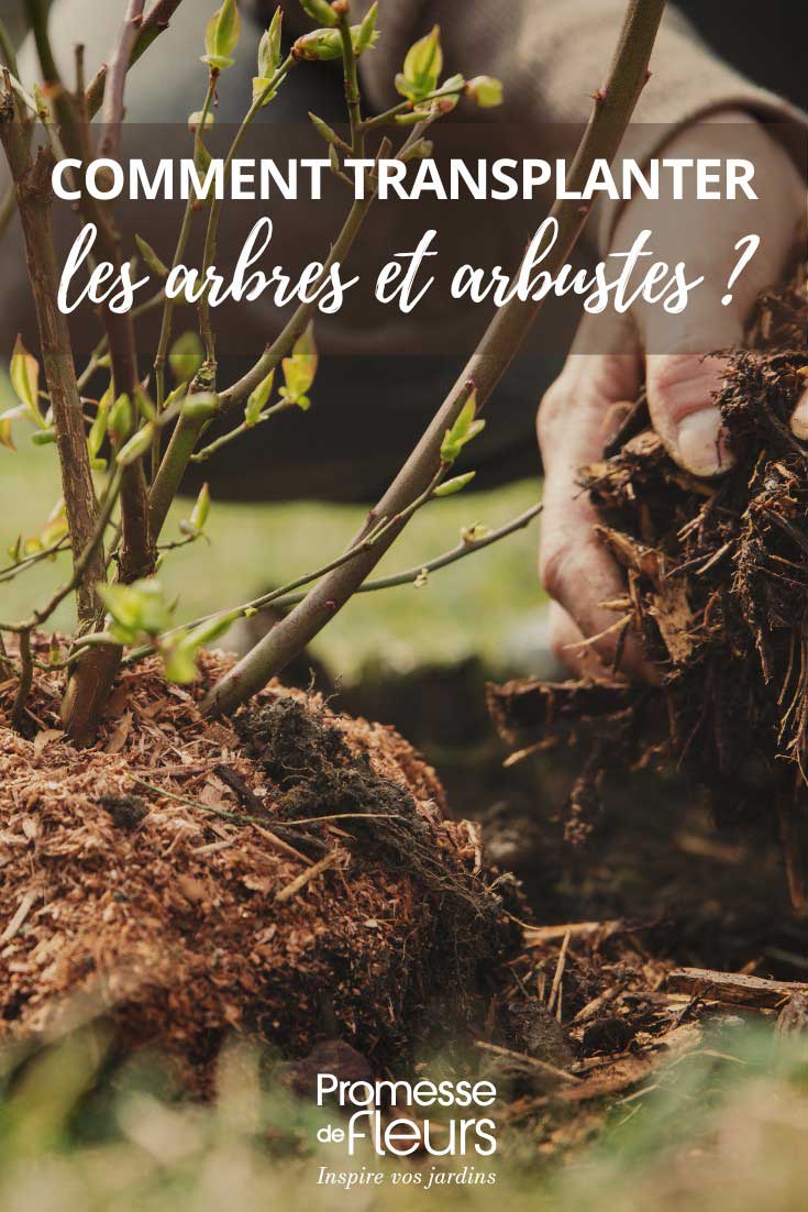 Reussir la transplantation des arbres et arbustes
