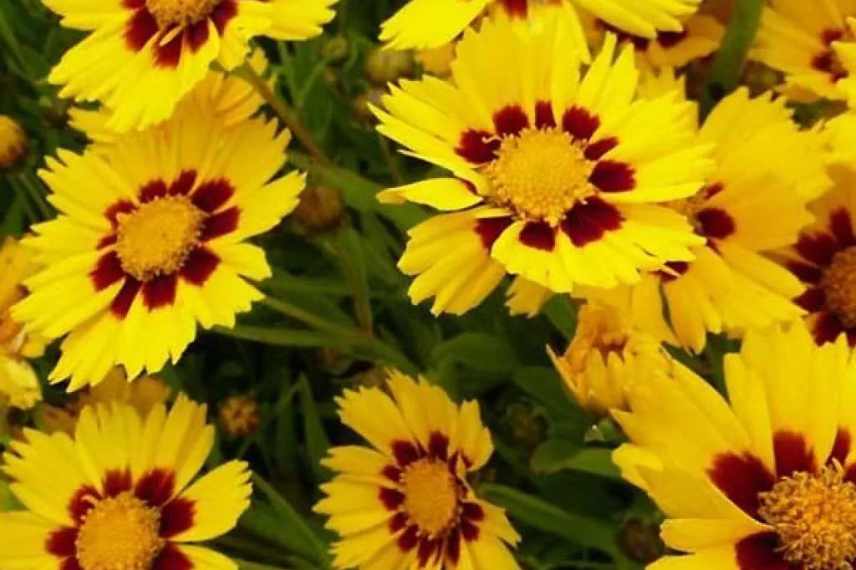 coreopsis en pot