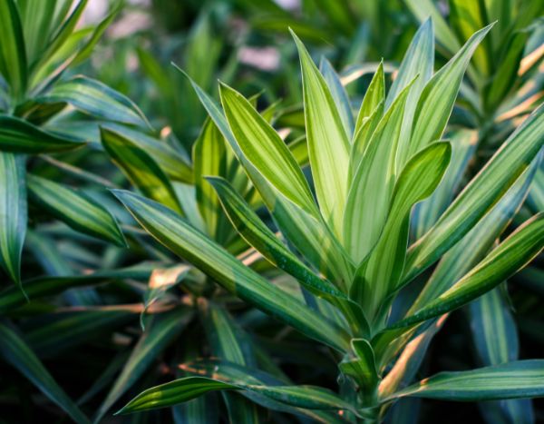 Comment bouturer un Dracaena facilement ?