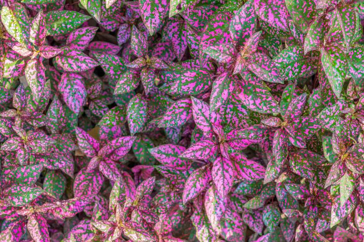 Hypoestes 