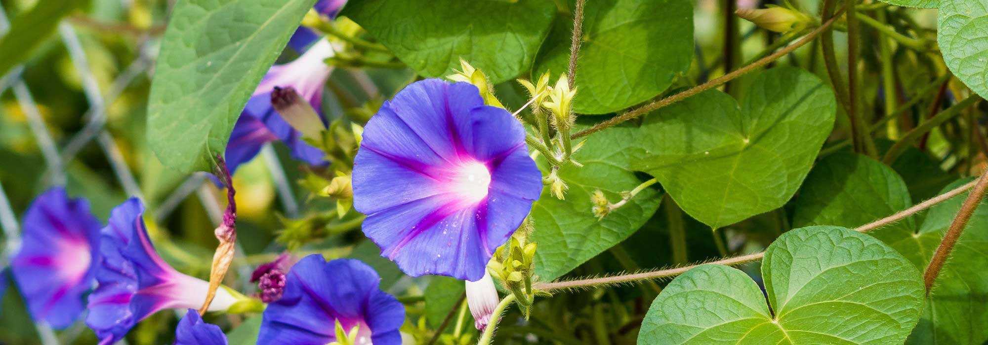 Ipomée : Comment réussir sa culture en pleine terre ou en pot ?