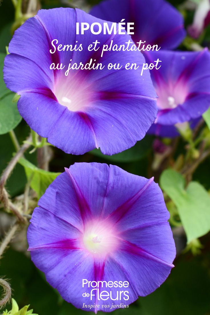 fleurs mauves d'Ipomée