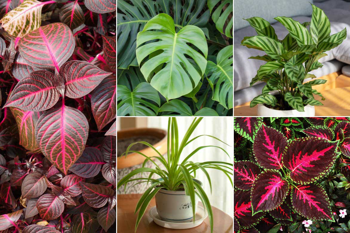 Comment associer l'Iresine