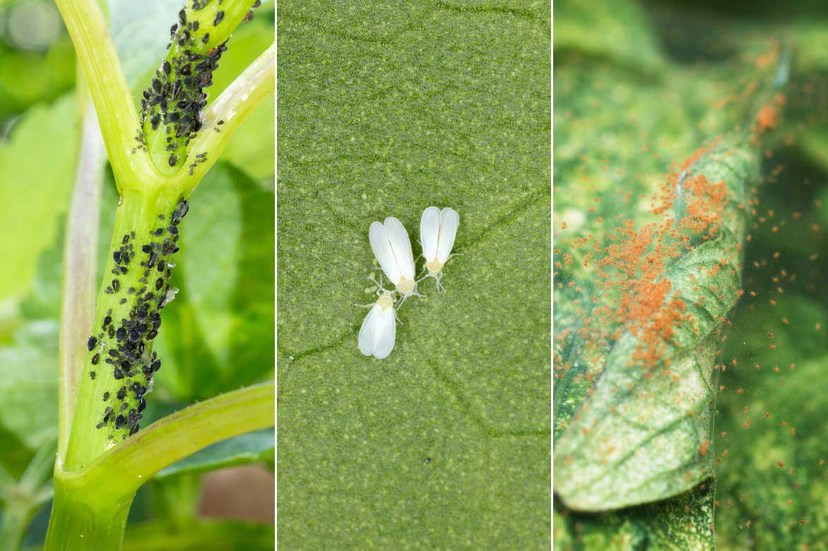 Les parasites de l'Iresine