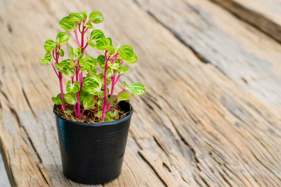 Iresine cultivée en pot