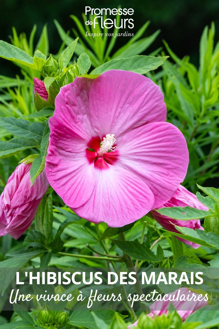 Pink Hibiscus Moscheutos