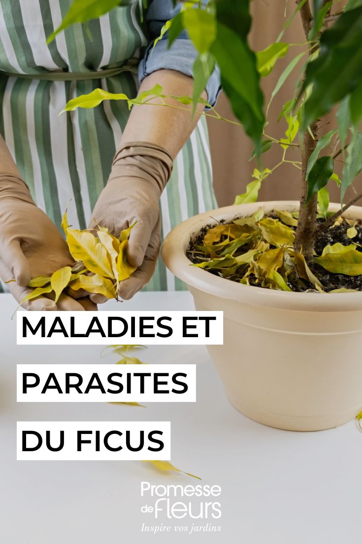 un ficus qui perd des feuilles jaunes