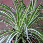 Comment multiplier la plante araignée facilement ?