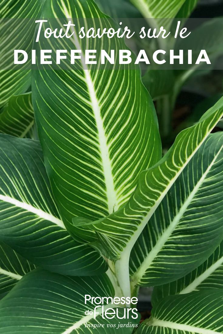 feuillage d'un Dieffenbachia