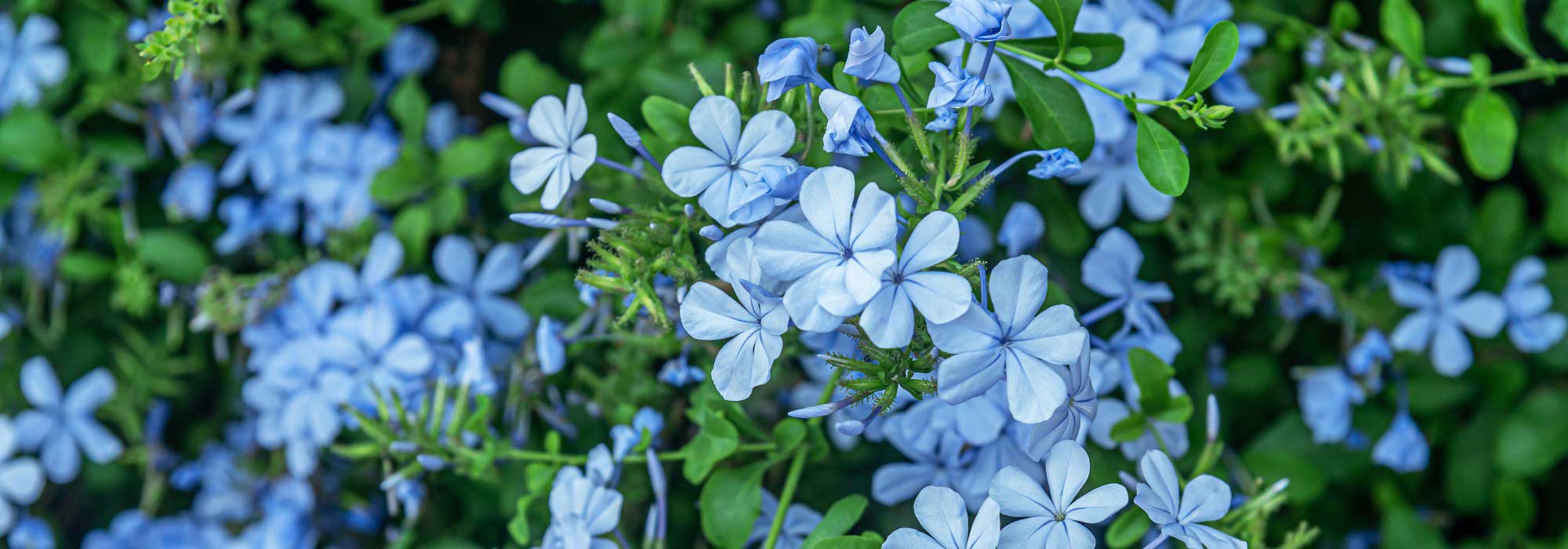 Comment protéger le Plumbago du froid en hiver ?