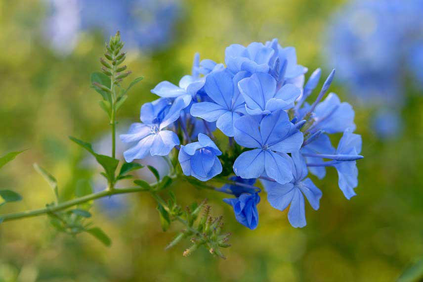 La floraison du Plumbago, Dentelaire du Cap