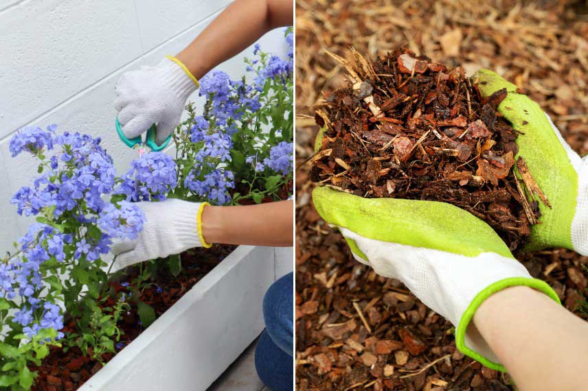 Comment proteger un Plumbago du froid en hiver
