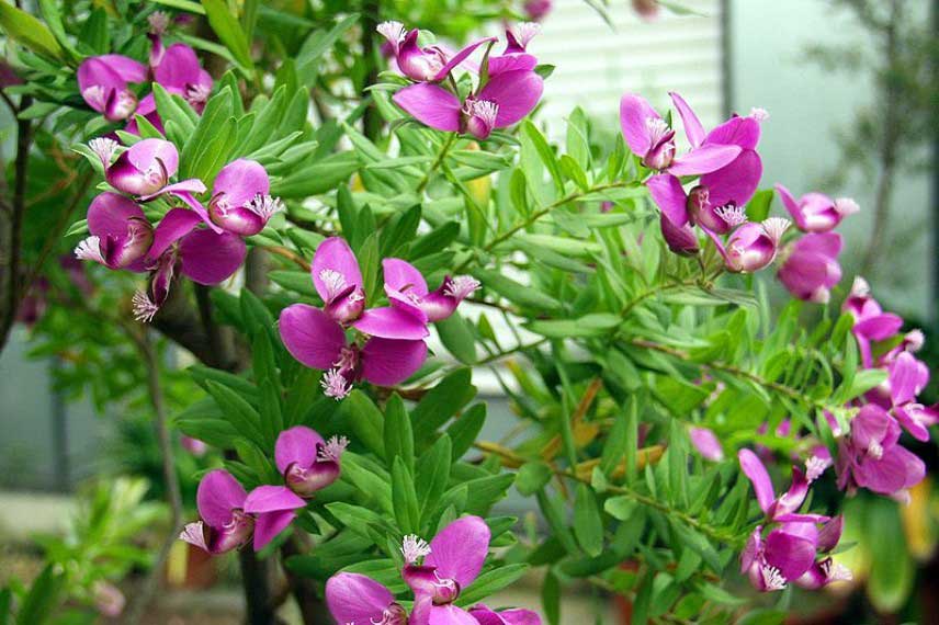 Polygala myrtifolia