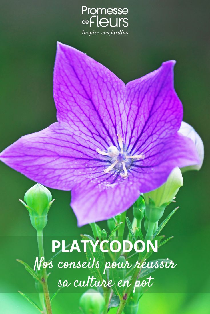 fleur de Platycodon