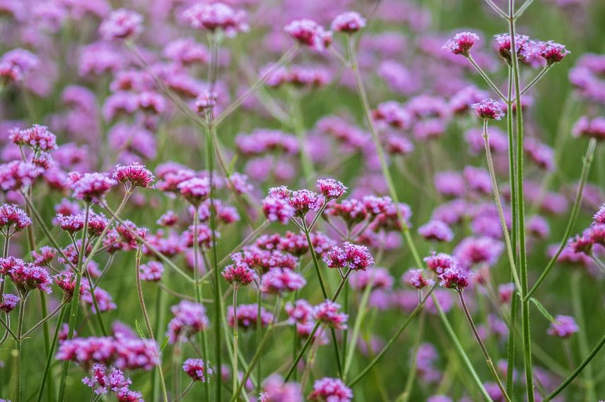 fleurs de Verbena bonariensis