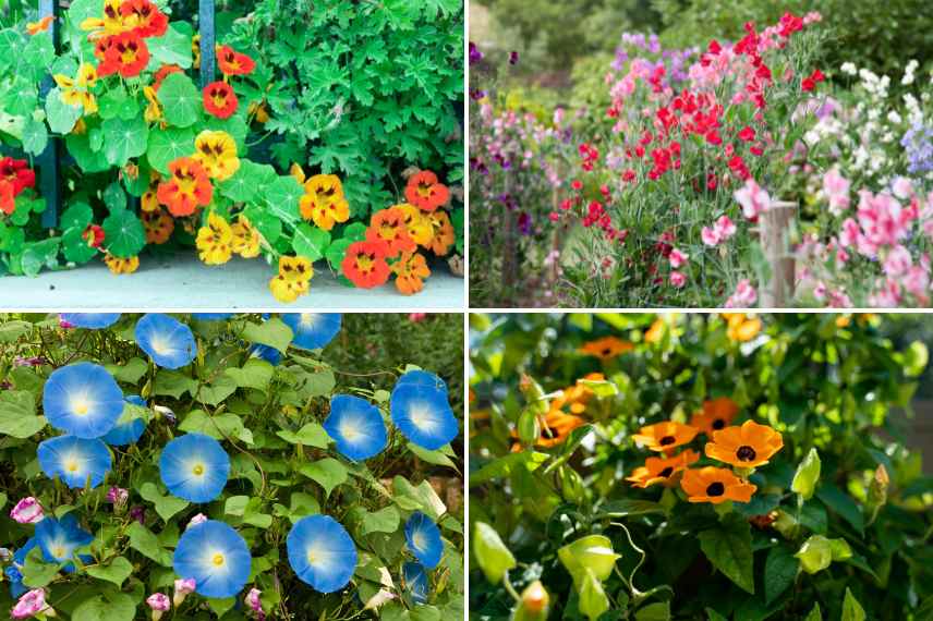 plantes grimpantes annuelles fleuries longtemps
