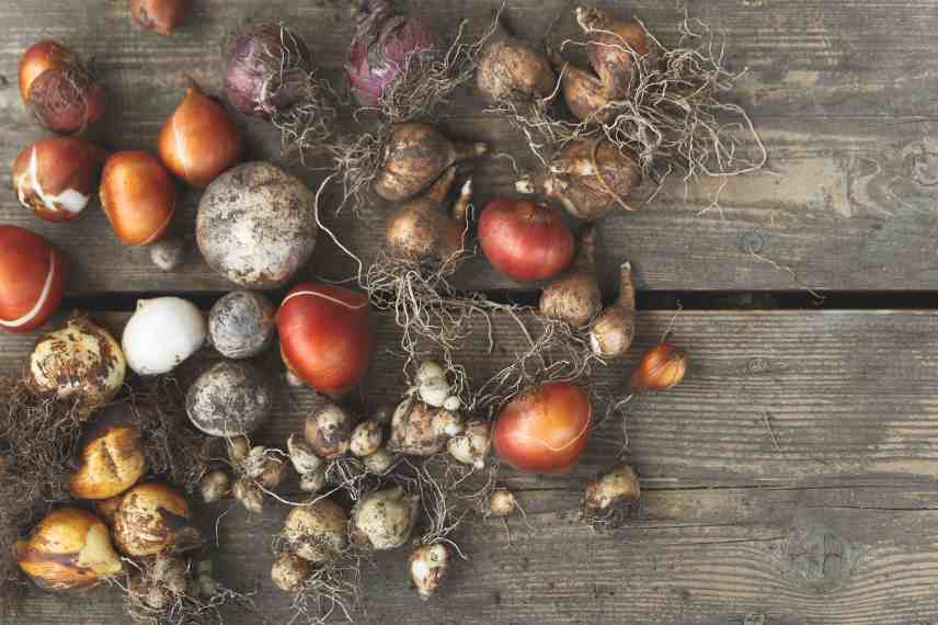 comment conserver bulbes fleurs