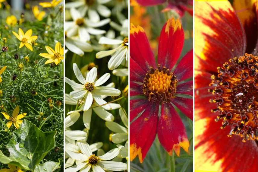 coreopsis verticillés en pot