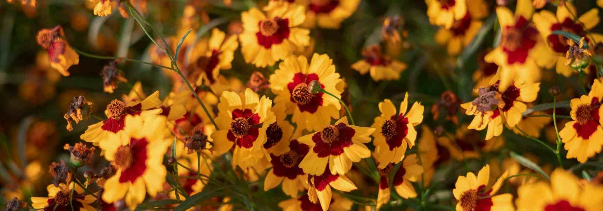 Comment cultiver un coreopsis en pot ?